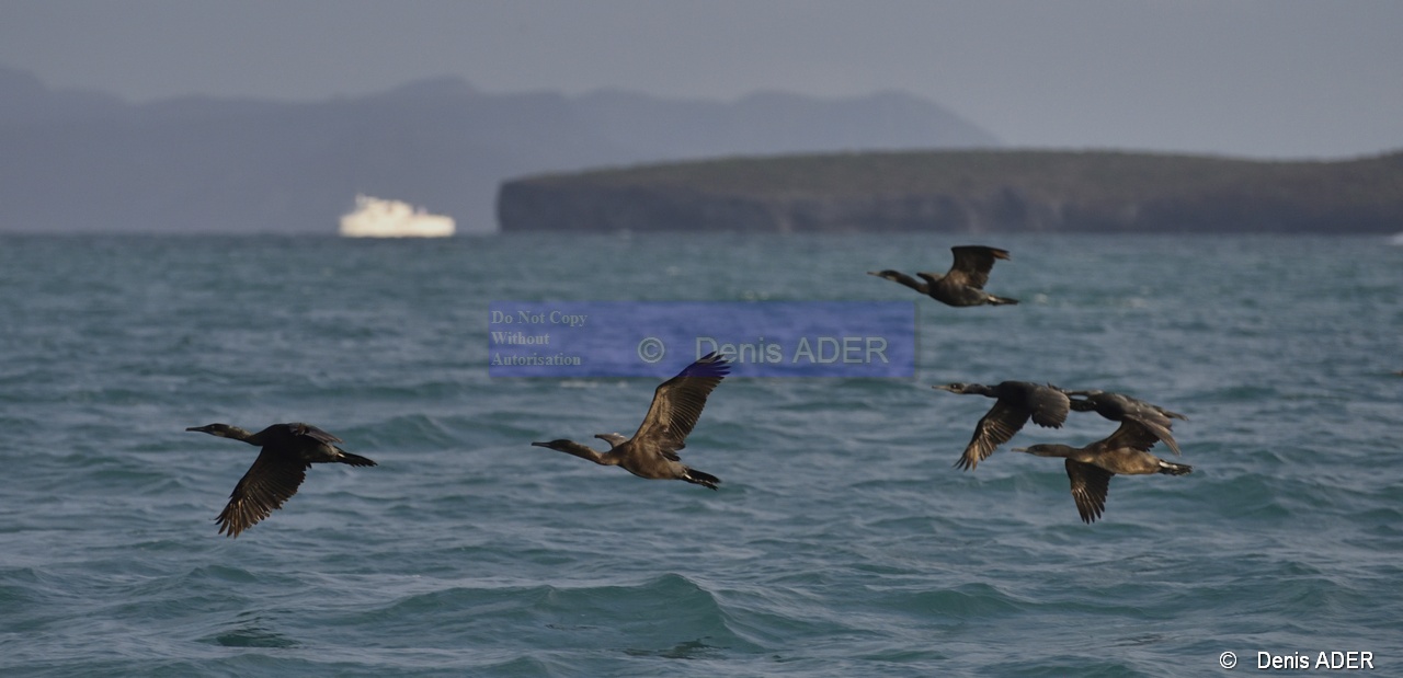 Phalacrocorax penicillatus Cormoran de Brandt_D8S5152_tn.jpg